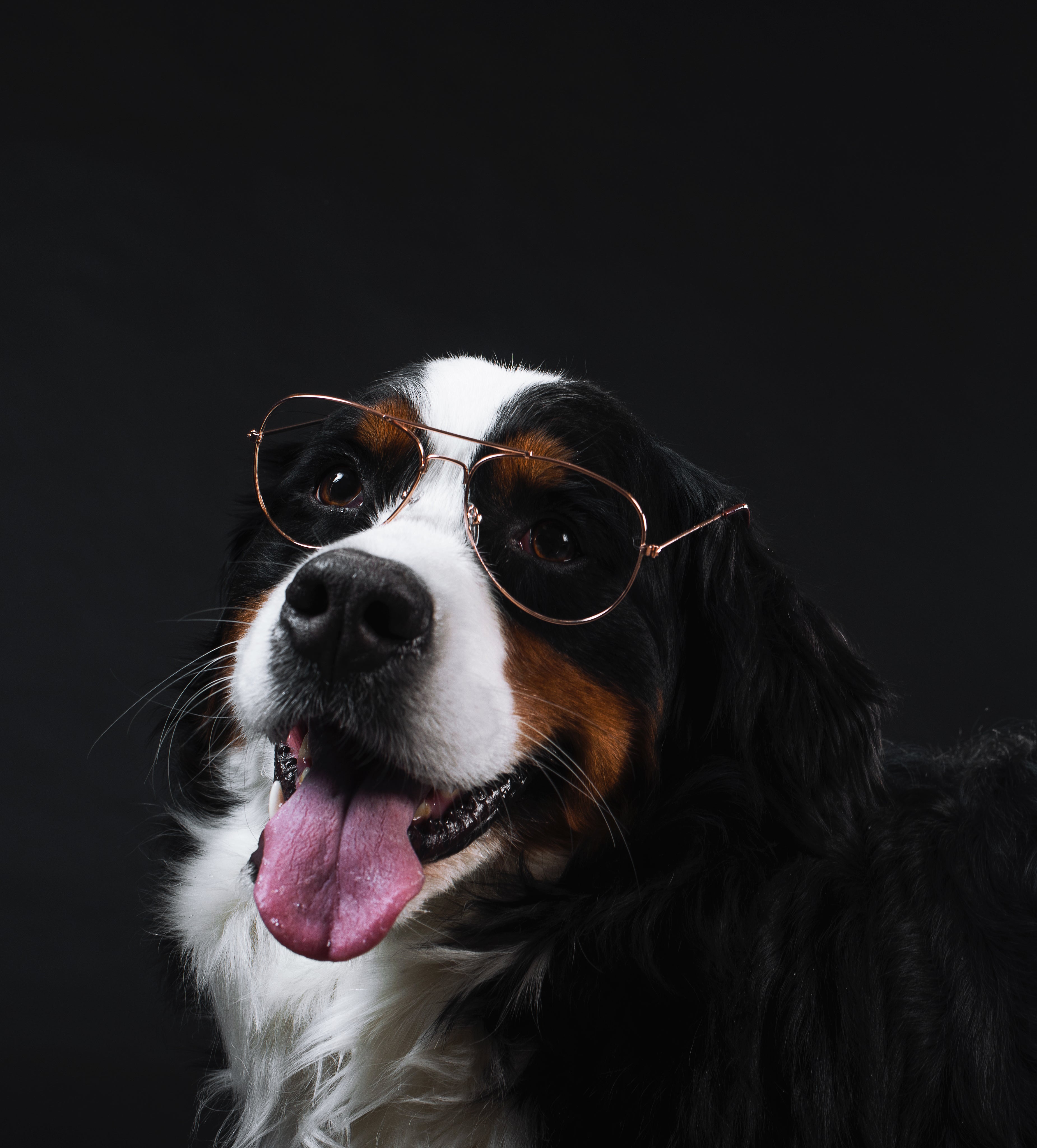 files/bernese-mountain-dog-wears-glasses.jpg